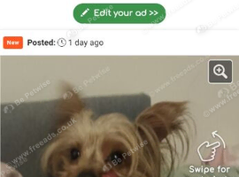 Yorkshire terrier