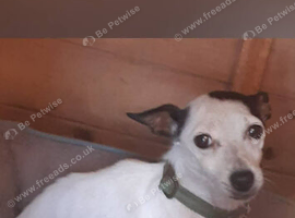 I have 2 beautiful boy Jack Russell