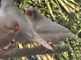Mutation zebra finches