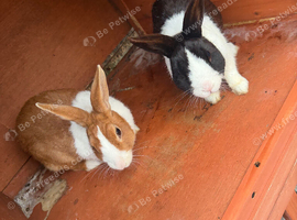 Rabbits pair