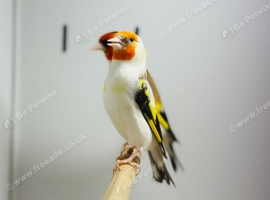 Siberian goldfinch