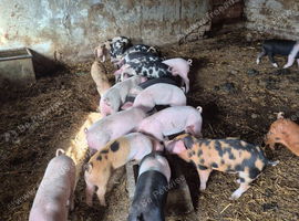 22 Weaners for sale