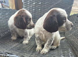 Spaniel pups