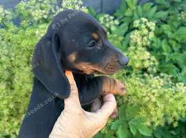 Dachshund puppies