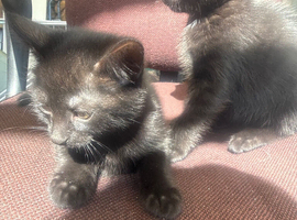 2 black kittens message for more information