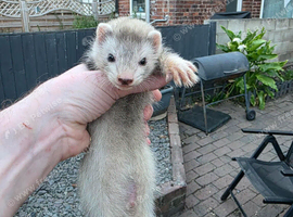 Ferret Kits