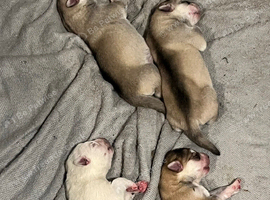 Expecting husky pups