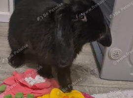 Beautiful 4.5‑Month‑Old Mini Lop Female Looking for a Loving Home