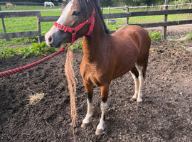 Registered 2 yo bay filly