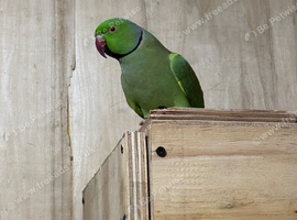 Male Indian ringneck