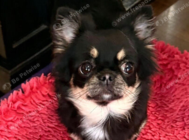 Female long haired black and tan Chihuahua in West Yorkshire