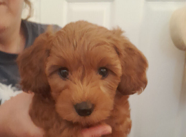 Gorgeous girl cavapoo