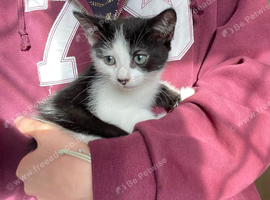 READY NOW Beautiful part blue British shorthair kittens for sale