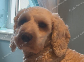 Male cockapoo