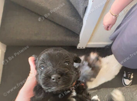 Cockapoo shihpoo puppies