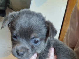 Chiuahhua puppy