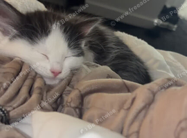 Kittens for sale