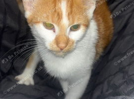 Ginger kittens ready now