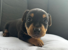 Beautiful Jack russel puppies