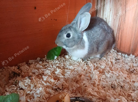 Lovely wee Dutch x Lionhead