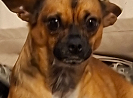 Loving dog needs a home