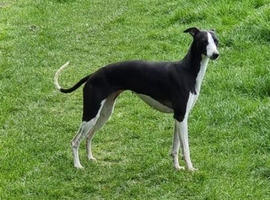 Whippet girl