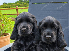 COCKER SPANIEL PUPPIES [KC REG]
