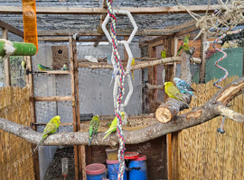 Mixed budgies