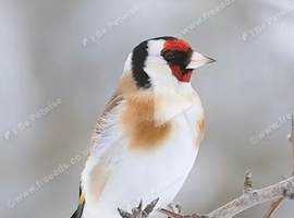 goldfinch cock wanted