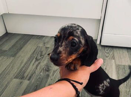Miniature dachshund