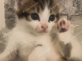 GORGEOUS MAINE COON MIX KITTENS &ndash; 1 BOY & 3 GIRLS AVAILABLE