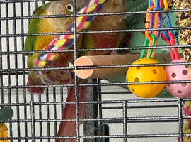 2 pinapple conure