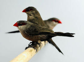 Finches