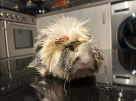 Long haired guinea pig