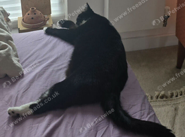 Temporary foster home needed