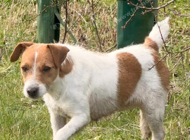 Parsons Russell Terrier Puppies for sale