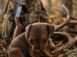 Patterdale puppies