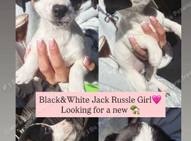 Stunning jackrussel puppies