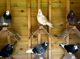 Quality stock and 2025 roller pigeons for sale