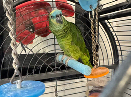 Blue fronted Amazon