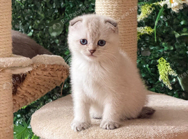 Pure Breed Scotish Straight/Fold Kittens. Delivery available.