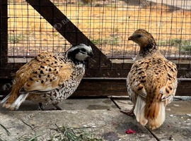 Breeding pair