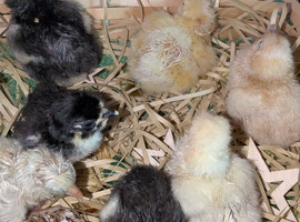 Day old chicks perfect for a broody hen bantums hybrids and a silky