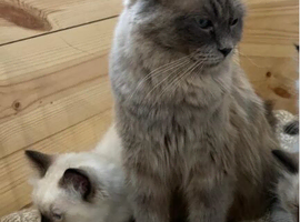 Quality Ragdoll Kittens