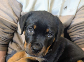 Female ready for forever home