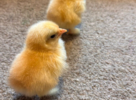 Bantam hatching eggs