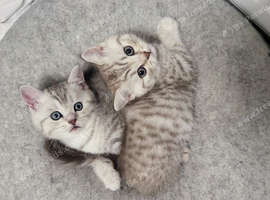 Adorable schottish fold