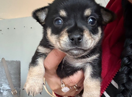 Ponchi puppies