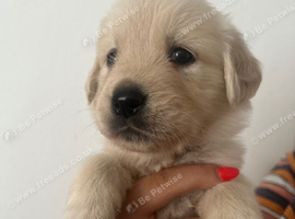 Litter of beautiful golden retriever puppies