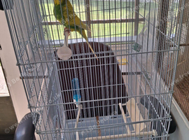 Budgie
